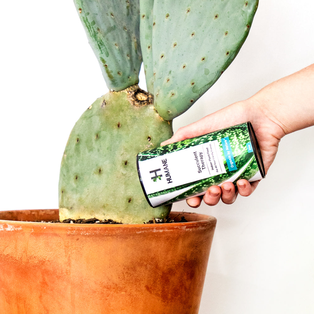 succulent plant food vs indoor plant food Succulent, Cactus, & Flower Fertilizer, 6.5oz – Humane Organics